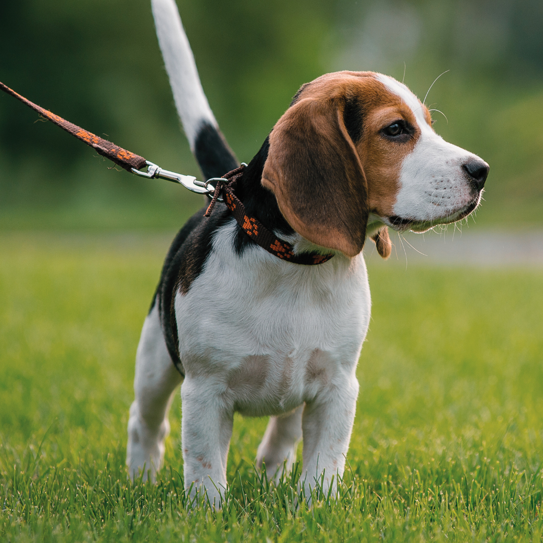 Collar & Harness